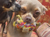 Female Chihuahua