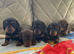 Dachshund puppys
