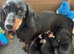 Dachshund miniature kc registered pup