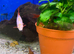 Albino Rainbow Shark (Epalzerhynchos bicolor)