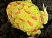 Pac-Man (Horned) Frog babies cb26