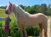 Flashy gelding