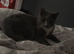 Russian blue cross