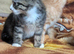 Three beautiful kittens for sale.