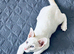 Boy – Super Affectionate & Loving