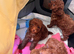 Dark red toy poodles available