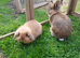 Lop lionhead for sale