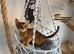 beautiful abyssinian kittens