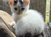 Beautiful Male Kitten