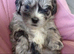 Shihtzu - miniature poodle =shoodles