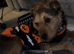 18 months old Lakeland terrier