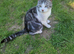 Sad sale British short-hair mix neutered male