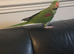 Alexandrine parrot Female with DNA 9 Weeks old.
