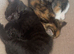 8 playful kittens - ready now