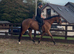 Elmast (IRE)