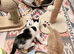 I have four beautiful Maine coon x mum is a calico dad is a full Maine coon