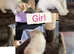 Beautiful kittens