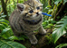 Exceptional Tica registered british shorthairs