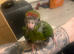 Kākāriki Chicks