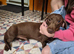 Georges dachshund boy looking for a forever home