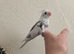 Beautiful hand reared cockateil