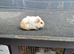 Female guinea pigs