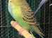 8 week old baby budgies available