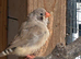 READY NOW zebra finch