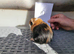 Baby guinea pigs for sale