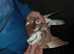 Chocolate Melueman Racing Pigeons RPRA Rung 3