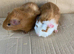 Baby Male Guinea Pigs