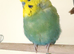 Beautiful 1½-Year-Old Male Budgie - Looking for a Loving Forever Home