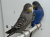 Black Face Budgies For Sale