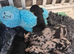 Beautiful litter of minature dachshound puppies