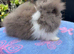 Lionhead Bunnies