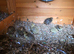 Baby chicks quails