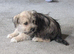 Jack Russell rare colours only two left