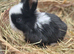 Mini lop buck available 08/06/2026