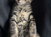 Beautiful kittens