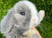 Mini lop mixed sex's