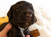 Beautiful Sproodle Puppies