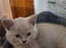 For sale British Shorthair
