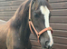 Grace - Beautiful Welsh D Filly