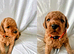 MINIATURE POODLE PUPPIES