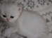 Teddy face kitten pure breed