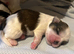 Shih tzu cross Lhasa apso