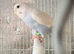 Baby budgies