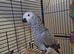 Buitiful Congo African grey forsale