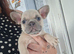 French bulldog pups (kc reg )
