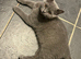 STUNNING BSH FEMALE FOR SALE